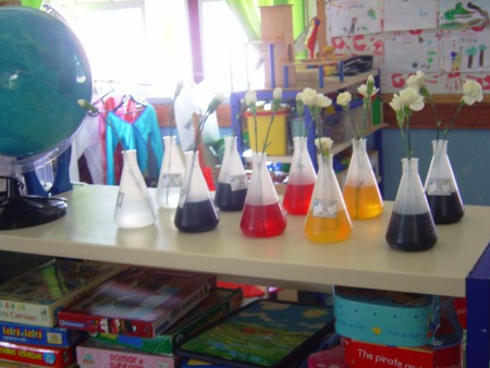 Mudança da cor das flores com utilização de corantes alimentares diluídos em água.